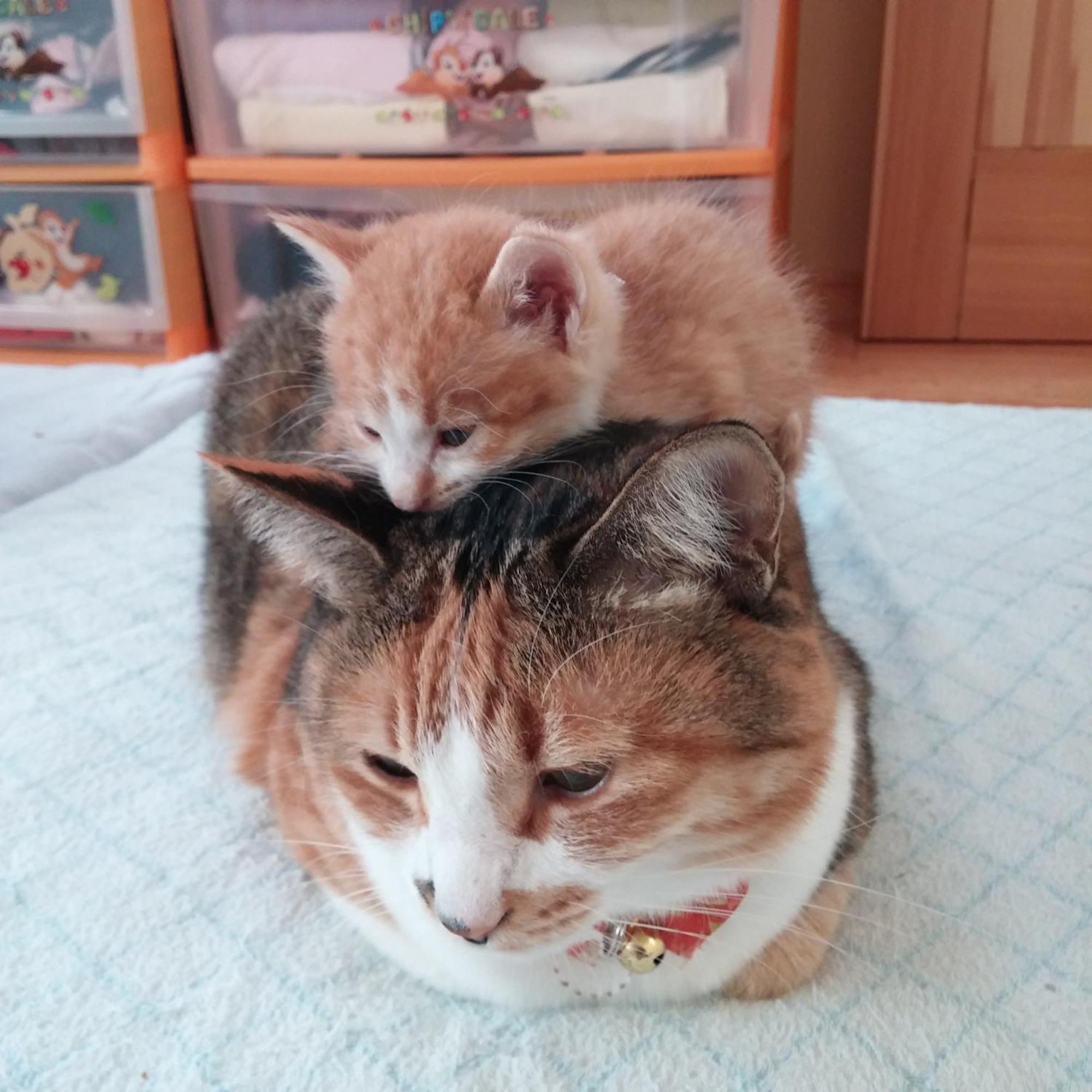 Minamiya 山とねこと遊ぶ宿 みなみ家 Χακούμπα Εξωτερικό φωτογραφία