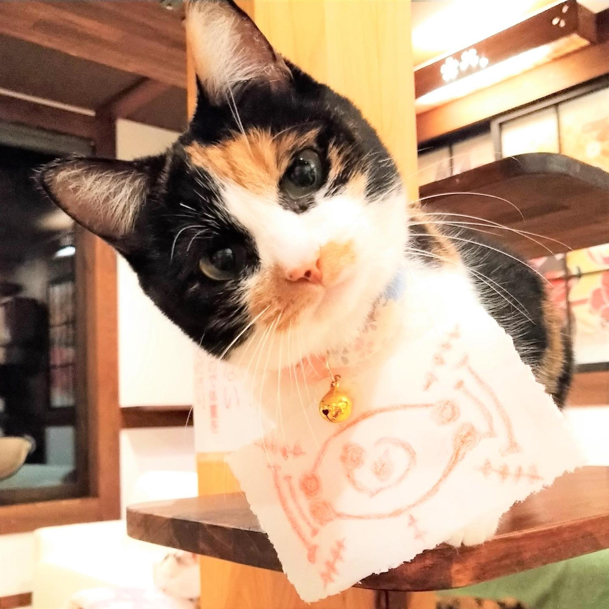 Minamiya 山とねこと遊ぶ宿 みなみ家 Χακούμπα Εξωτερικό φωτογραφία